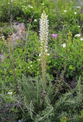 Pedicularis achilleifolia