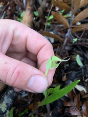 Pterostylis agathicola
