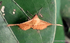 Striglina