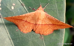 Striglina