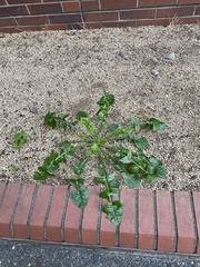 Sonchus asper