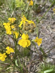 Goodenia stelligera