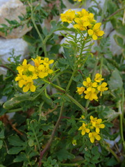 Brassicaceae