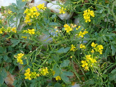 Brassicaceae