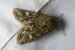 Ichneutica plena