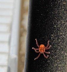 Erythraeoidea