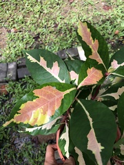 Graptophyllum pictum