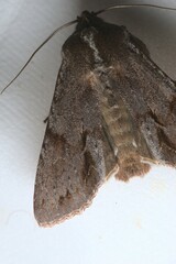 Ichneutica ustistriga