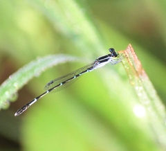 Agriocnemis splendidissima