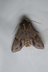 Ichneutica ustistriga