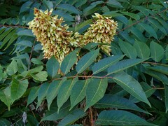 Ailanthus altissima