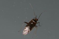 Diomocoris
