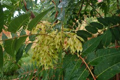 Ailanthus altissima