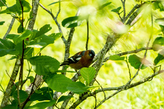 Fringilla coelebs gengleri