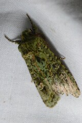 Ichneutica plena