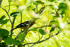 Fringilla coelebs gengleri
