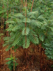 Ailanthus altissima