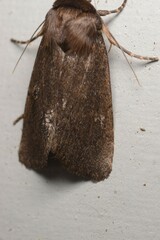 Bityla defigurata