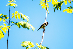 Carduelis carduelis britannica