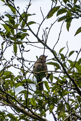 Fringilla coelebs gengleri