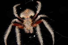Hortophora