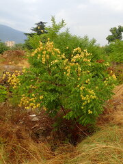 Koelreuteria paniculata