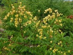 Koelreuteria paniculata