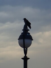 Corvus cornix