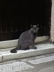 Felis catus