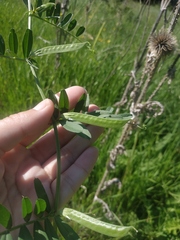Vicia sativa