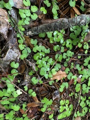 Corybas trilobus aggregate