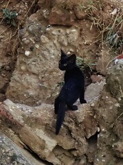 Felis catus