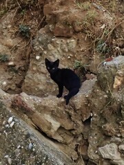 Felis catus