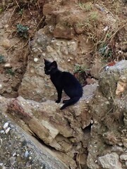 Felis catus