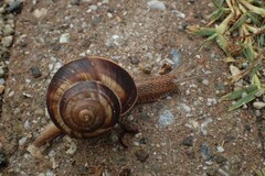 Helix lucorum