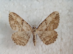 Peribatodes perversaria