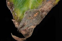 Hortophora