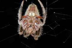 Hortophora