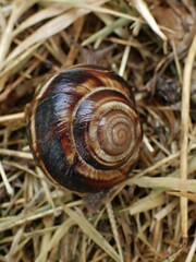 Helix lucorum