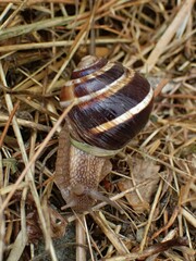 Helix lucorum