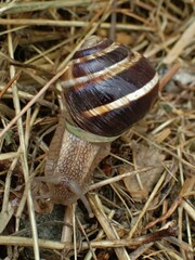 Helix lucorum