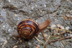 Helix lucorum