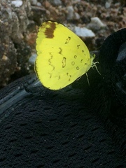 Eurema simulatrix tecmessa