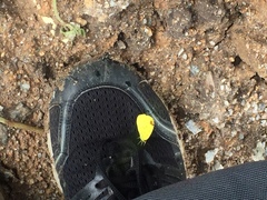 Eurema simulatrix tecmessa