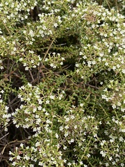 Platysace ericoides