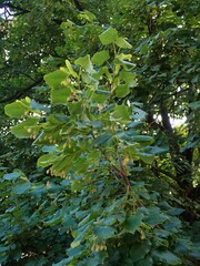 Tilia