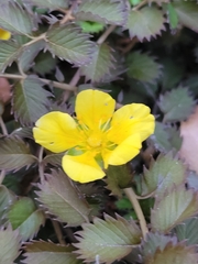 Argentina anserinoides