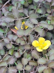 Argentina anserinoides