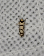 Scaptesyle dichotoma