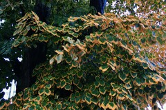 Tilia